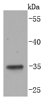 LYVE1 Antibody