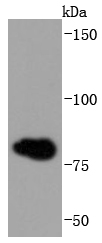 gamma Catenin Antibody