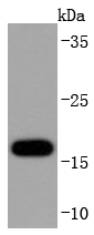 Superoxide Dismutase 1 Antibody