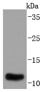 S100A10 Antibody