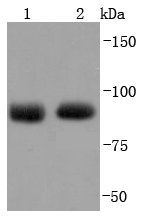 Argonaute 2 Antibody
