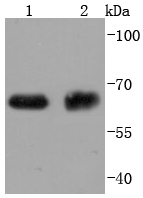 ABCG2 Antibody