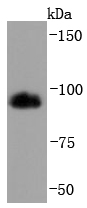 HMGCR Antibody
