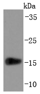 Prealbumin Antibody