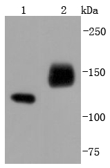NCAM Antibody
