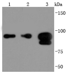 FOXP1 Antibody