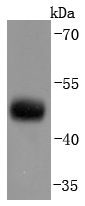 CNPase Antibody