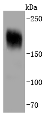 PDGFR alpha Antibody