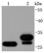 NQO1 Antibody