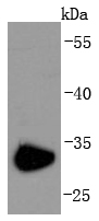 CD74 Antibody