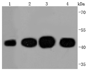 Actin Antibody