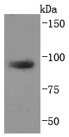 TGN46 Antibody