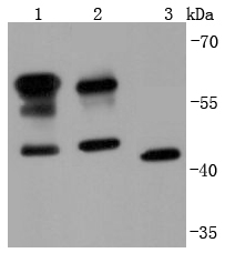 CD147 Antibody