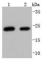 HE4 Antibody