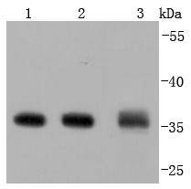 Annexin V Antibody
