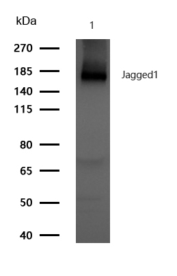 Jagged1 Antibody