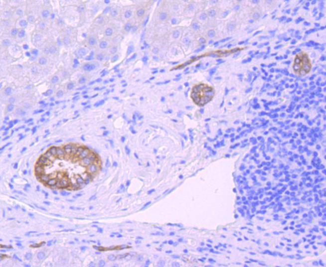 Midkine Antibody