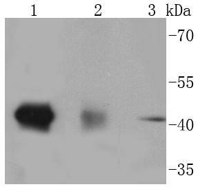 p38 MAPK Antibody