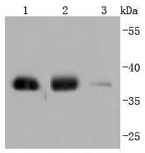 GAPDH(HRP conjugated) Antibody