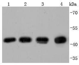 beta Actin(HRP conjugated) Antibody