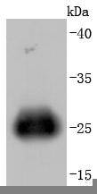 GFP(HRP conjugated) Antibody