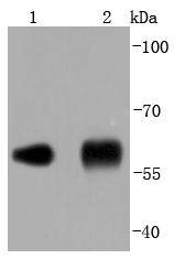 PDI Antibody