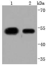 KLF4 Antibody
