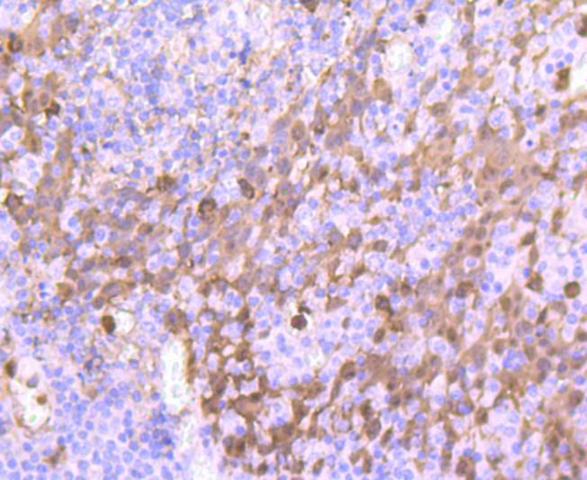S100A9 Antibody