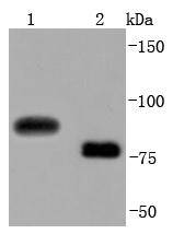 CD19 Antibody
