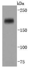 Dnmt1 Antibody