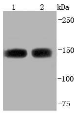 ASPP2 Antibody