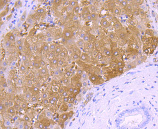 58K Golgi protein Antibody