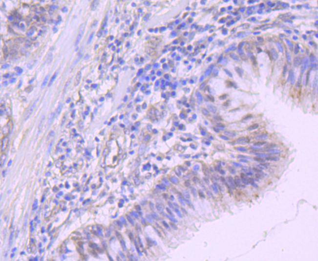 NEDD8 Antibody