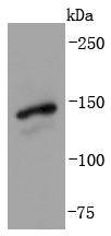 Gli1 Antibody