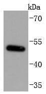 MiTF Antibody