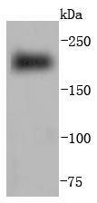 Myosin heavy chain Antibody