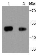 FOXA1 Antibody