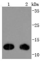 Thioredoxin Antibody