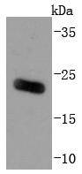 ARF6 Antibody