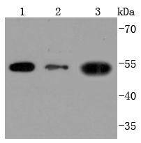THY1 Antibody