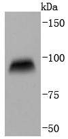 CD19 Antibody