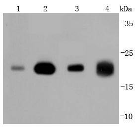 Ras Antibody