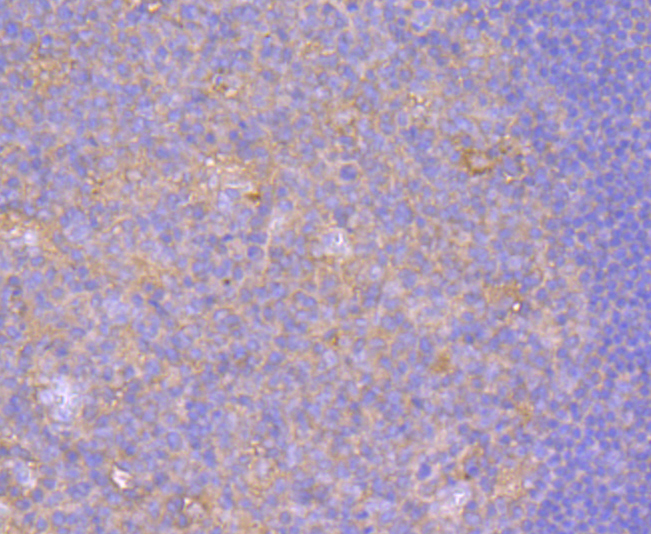 CD80 Antibody