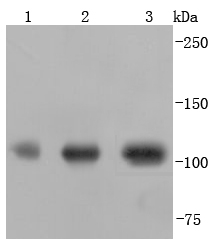 PGC1 alpha+beta Antibody