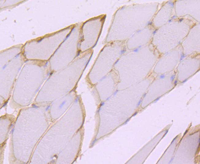 Dystrophin Antibody