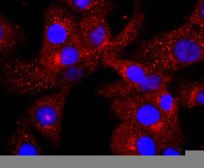 C3 Antibody