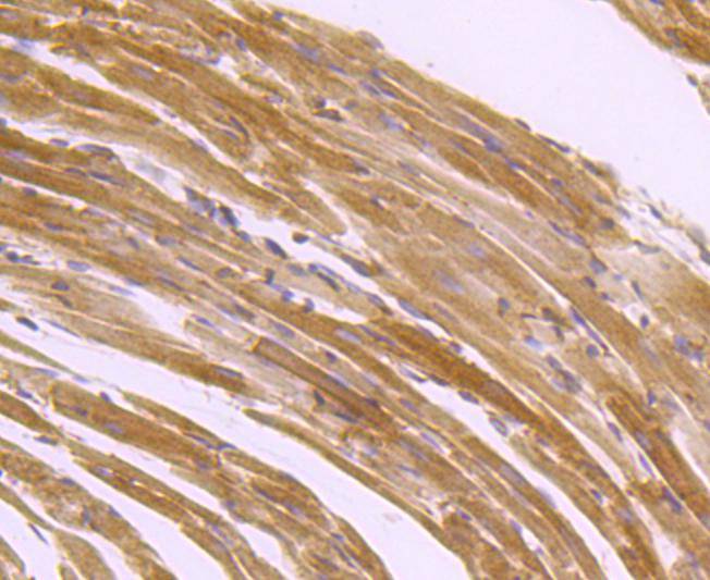 SERCA2 Antibody