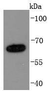 NUMB Antibody