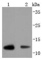 Thioredoxin Antibody