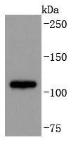 ADAM17 Antibody